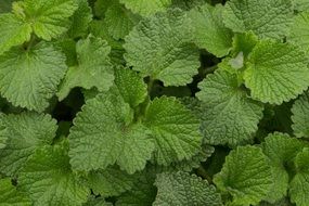 background with green plant leaves
