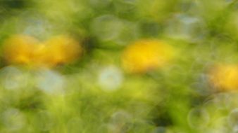 Background Dandelion Grass