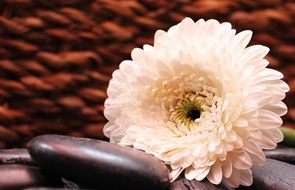 black stone near the gerbera