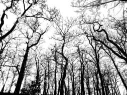 Transparent Background Moon