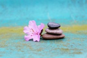 stacked stones and flower of azalea