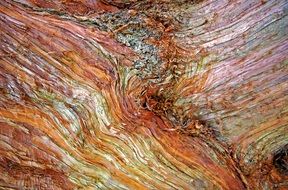 Bark Tree Nature Wood Brown