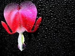 clipart of flower in the shape of a bleeding heart