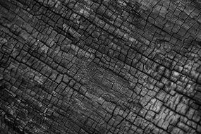 Fire Tree Coal Wood Blacj