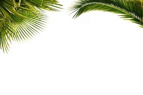 Palm Wallpaper Paper Foliage