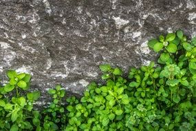 green plant on a gray stone