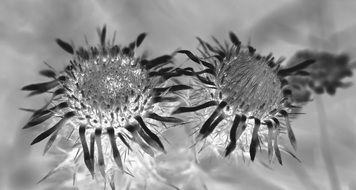 golden thistle in gray background