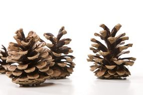 pine cones on the black background