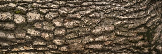 banner with tree bark