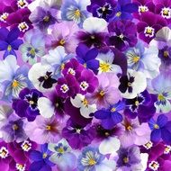 Graphic Background Pansy Easter