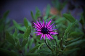 Natur Summer Spring Flowers