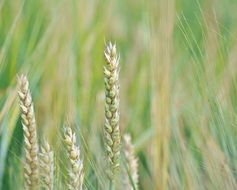 wheat ears on the agricultural field