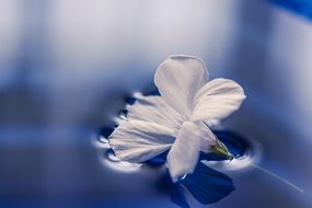 Flowers Turquoise Blue Beauty