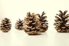 pine cones on a white background