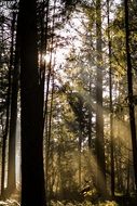 Forest Light Autumn Mystical