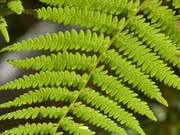 Fern Leaf Detail Green Texture
