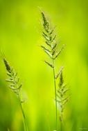 grass on green background