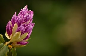 Rhododendron Flower Bud