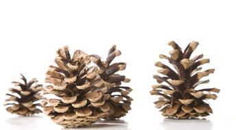 pine cones for christmas decorations