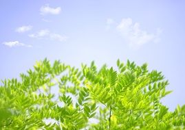 The Scenery Summer Tree Plant