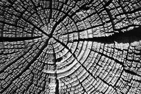 wooden section in black and white
