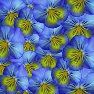 Flowers Pansy Background Purple