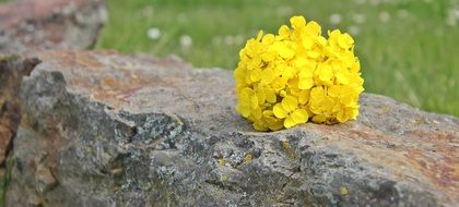 Yellow rape on a stone