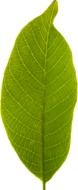 Leaf Transparent Background