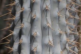 Cactus Thorns Plant Prickly