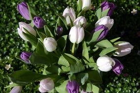 purple and white tulips in the garden