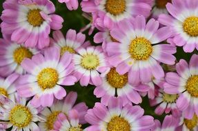 Flowers Pink Texture Nature