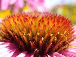 Flower Blossom Bloom Pollen