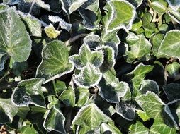 Background Ivy Green Hoarfrost