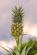 young pineapple on the plant