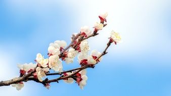 Flower Apricot Tree Branch