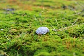 Shell Moss Ground Green Forest
