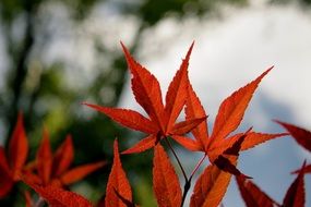 Maple Leaves Red Fall Autumn