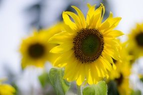 wallpaper with idyllic sunflower field