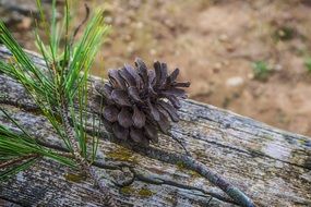 Pineapple Dried Pineapple Nature