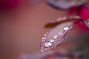 Raindrops Leaf Plant Green