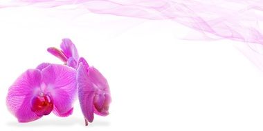 purple orchids on white background