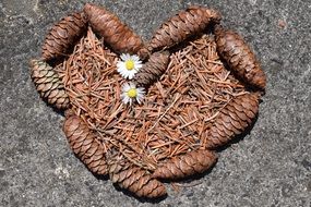 pine cones and grass are heart shaped