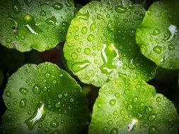 green leaves with raindrops on black background