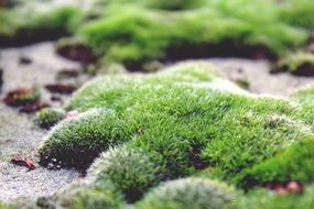 background with green moss