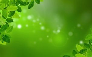 Mint Foliage Background Nature