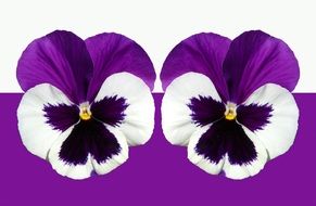 Pansy Violet Purple Light