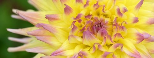 Flower Nature Dahlia Background