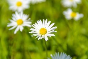 Absolutely Wonderful Daisies