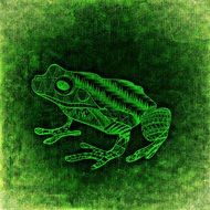 Frog Abstract Background Funny