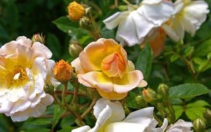 background with delicate roses